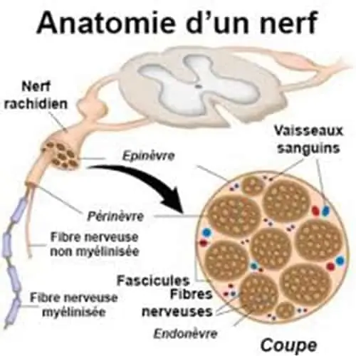 anatomie d un nerf chirurgien epaule main paris chirurgien nerfs paris maladie atteintes nerfs peripheriques docteur patrick houvet