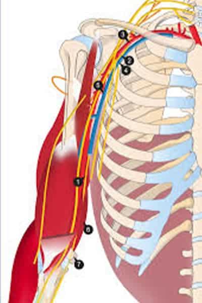 compression nerf radial atteinte du nerf radial chirurgien bras paris chirurgien nerfs paris maladie atteintes nerfs peripheriques docteur patrick houvet