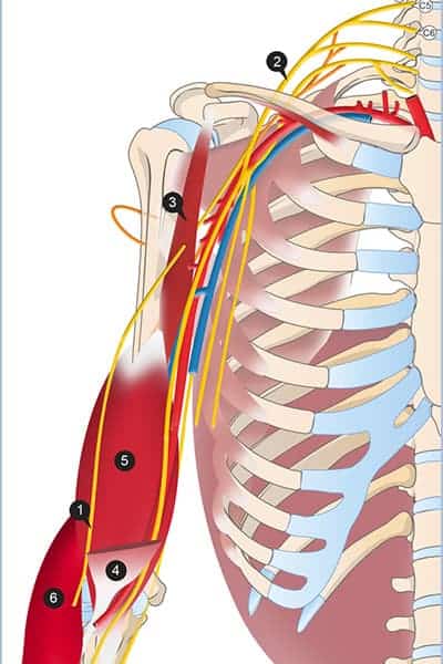 douleur au coude nerf musculo-cutane epaule chirurgien bras paris chirurgien nerfs paris maladie atteintes nerfs peripheriques docteur patrick houvet