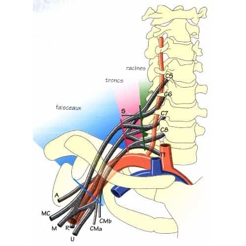 plexus brachial anatomie plexus brachial schema chirurgien cervicales paris chirurgien nerfs paris maladie atteintes nerfs peripheriques docteur patrick houvet