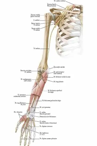 vue anterieure membre droit trajet nerf median epaule main paris chirurgien nerfs paris maladie atteintes nerfs peripheriques docteur patrick houvet